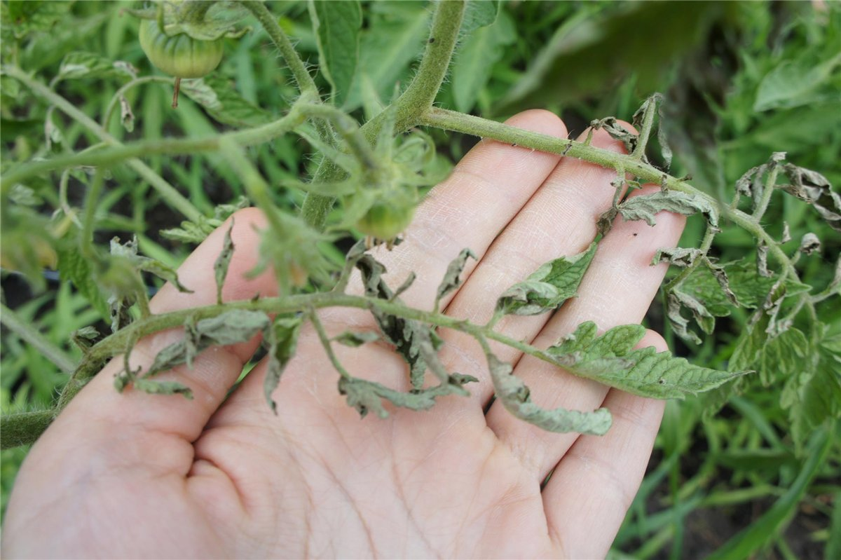 Спешна помощ за доматите: Ето какво да направите, когато започват да се усукват листата